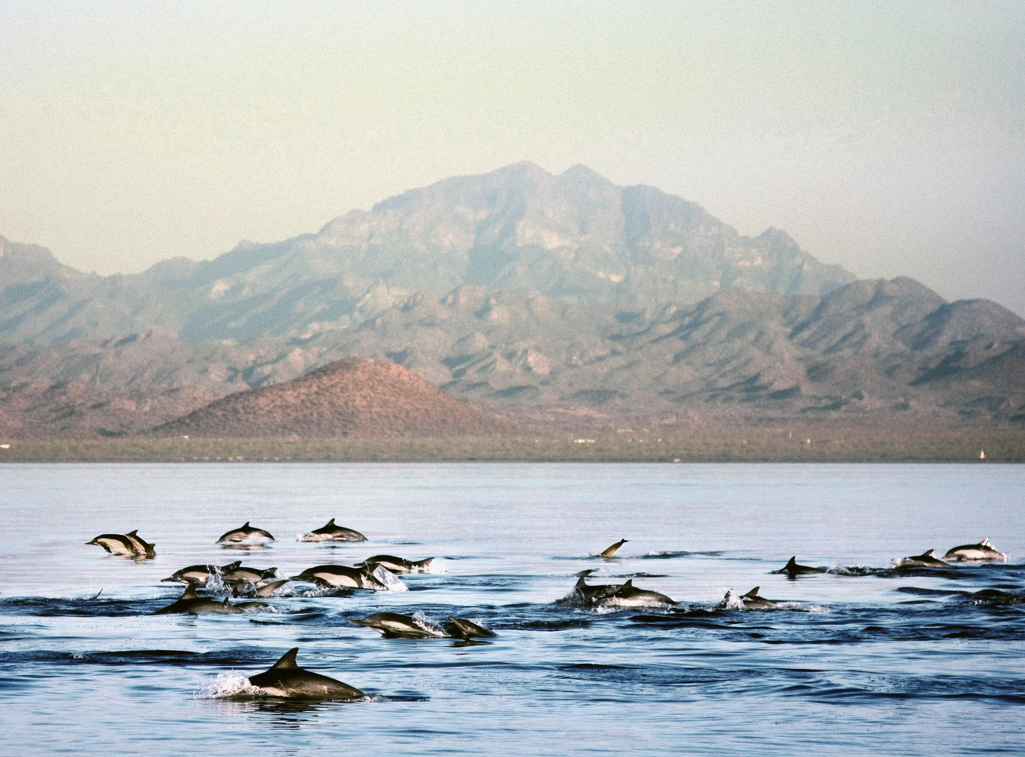 Loreto Bay Golf Resort & Spa At Baja Kültér fotó Spinner dolphins in the Gulf of California